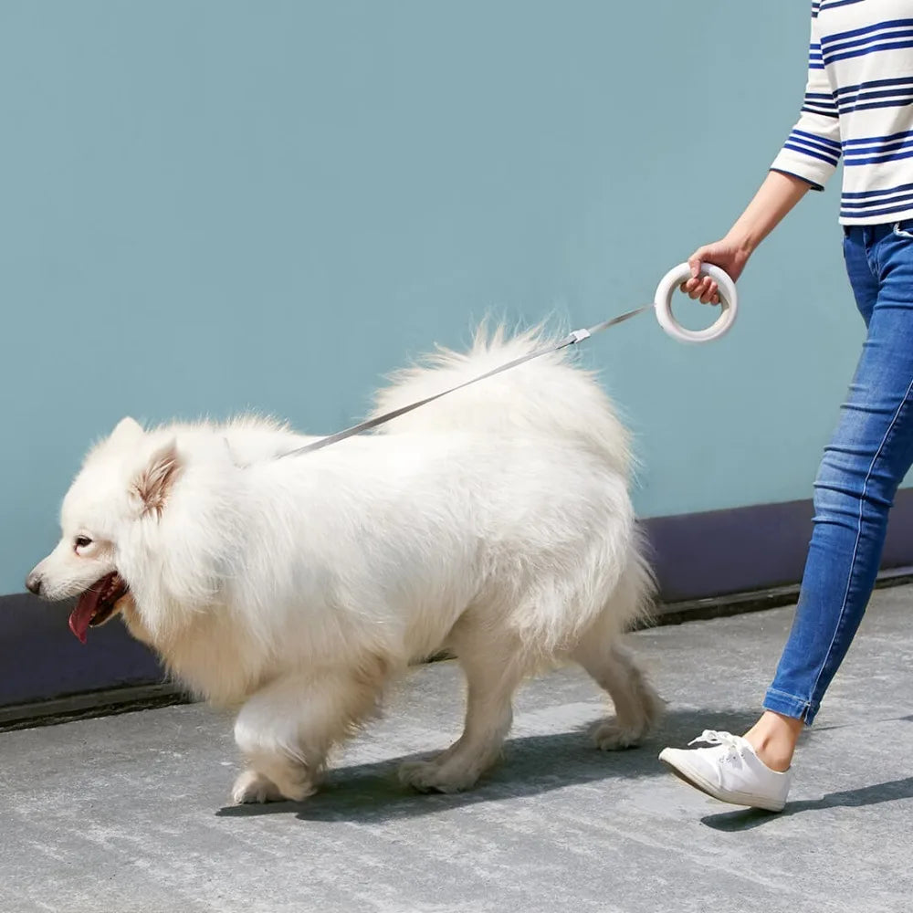 Verstellbare intelligente Leine - Ein verbessertes Spaziergangserlebnis für Hunde - - Verstellbare intelligente Leine - Ein verbessertes Spaziergangserlebnis für Hunde - €25 - Concept Frankfurt