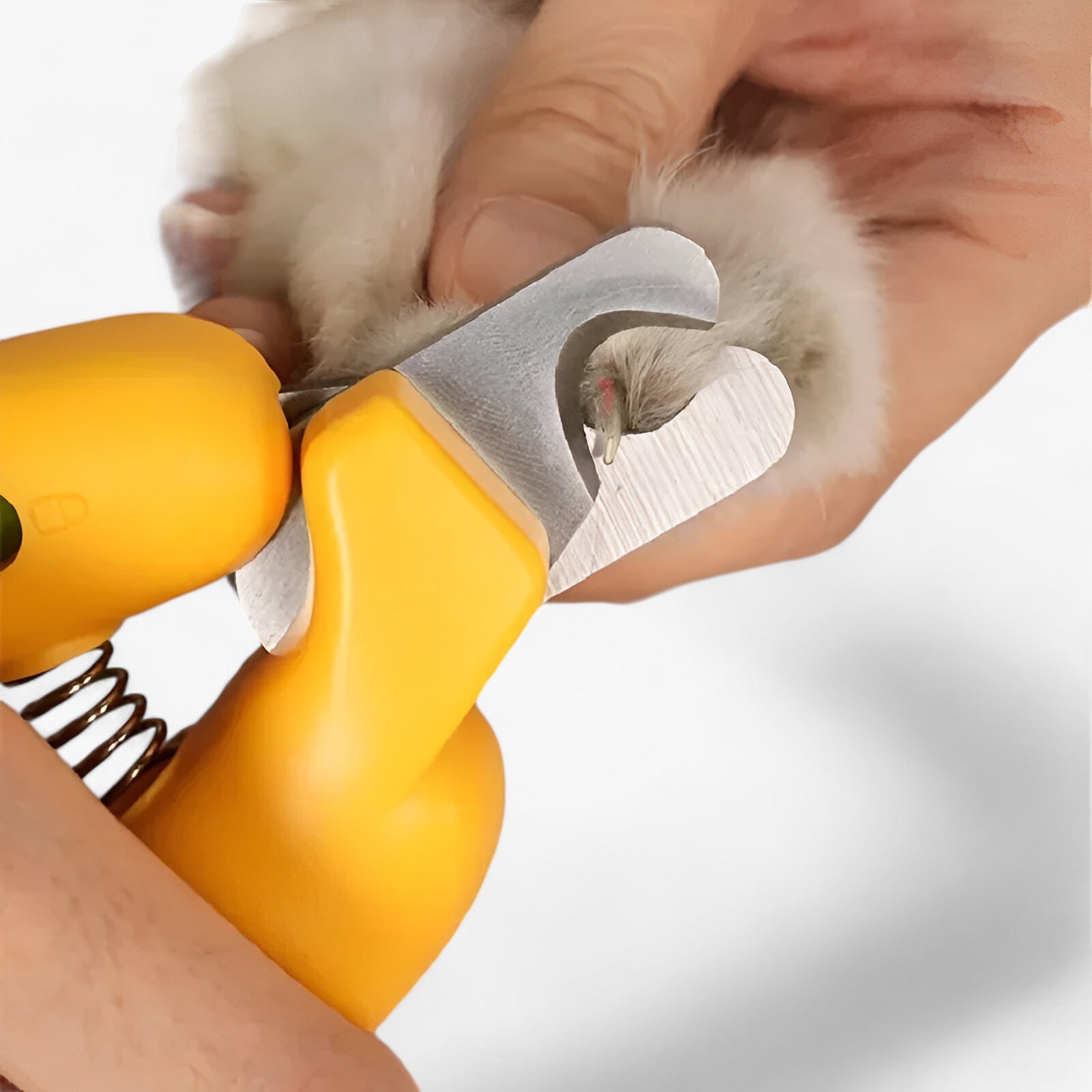 PetPaw | Nagelschneider für Haustiere - Einfaches und Sicheres Schneiden der Nägel - - PetPaw | Nagelschneider für Haustiere - Einfaches und Sicheres Schneiden der Nägel - €25 - Concept Frankfurt